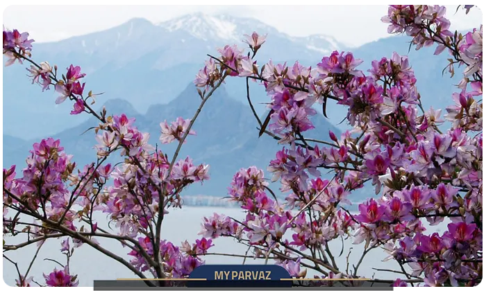 Kalichi weather in spring